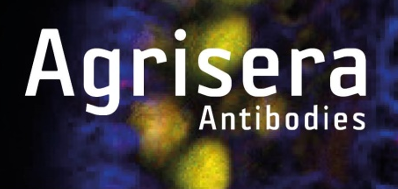 Agrisera植物細(xì)胞壁相關(guān)抗體，開(kāi)學(xué)季促銷啦！