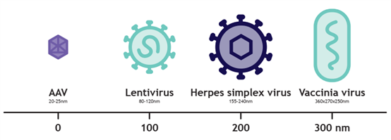 基于新型納米纖維的LentiHERO在LVV和HSV純化工藝中的應用 基于新型納米纖維的LentiHERO在LVV和HSV純化工藝中的應用